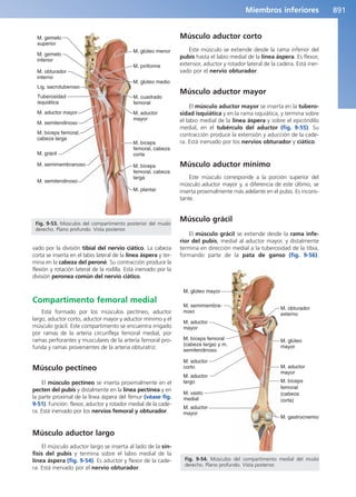 Anatomía Clínica Pró.pdf