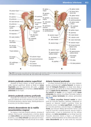 Anatomía Clínica Pró.pdf