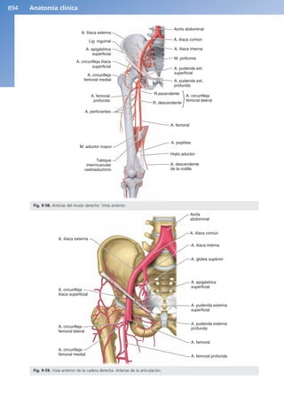 Anatomía Clínica Pró.pdf