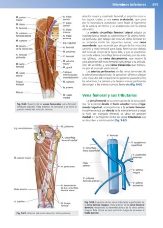 Anatomía Clínica Pró.pdf