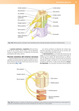 Anatomía general 59
La porción autónoma o vegetativa inerva el múscu-
lo liso de las vísceras, de los vasos y de las glándulas.
Genera su respuesta frente a la detección de estímulos
procedentes del medio interno.
Porción somática del sistema nervioso
Está formada por los nervios que transportan la sen-
sibilidad consciente desde las regiones periféricas del sis-
tema nervioso central y los nervios que inervan los múscu-
los voluntarios (fig. 1-43).
Los nervios somáticos se disponen de manera seg-
mentaria asociados a la disposición de los somitas (ubi-
cados a ambos lados del tubo neural).
El dermomiotoma es una parte del somita que da
origen al músculo esquelético y a la dermis de la piel. A
medida que las células del dermomiotoma se diferen-
cian, las células que migran anteriormente (en dirección
ventral) dan origen a la dermis y a los músculos de los
miembros y del tronco. A ellos se los denomina múscu-
los hipaxiales. Los músculos intrínsecos de las regiones
Raíz anterior
Médula espinal
Piel-Dermatoma
Músculo esquelético-
Miotoma
Raíz posterior
Ganglio espinal
Nervio espinal
Fig. 1-43. Dermatoma y miotoma. El dermatoma corresponde al área cutánea inervada por las ramas de un nervio espinal. El
miotoma corresponde al grupo de músculos inervados por las ramas de un nervio espinal.
Rama anterior
Cordón posterior Cordón lateral
Asta posterior
Piamadre
N. espinal
Asta anterior
Filetes radiculares
posteriores
Ganglio espinal
Rama posterior
Lig. dentado
Raíz posterior
Raíz anterior
Cordón anterior
Aracnoides
Duramadre
Filetes radiculares
anteriores
Fig. 1-42. Médula espinal y meninges. Vista anterolateral de las meninges espinales envolviendo la médula espinal.
b027-01.qxd 7/14/11 12:49 PM Page 59
ERRNVPHGLFRVRUJ
 