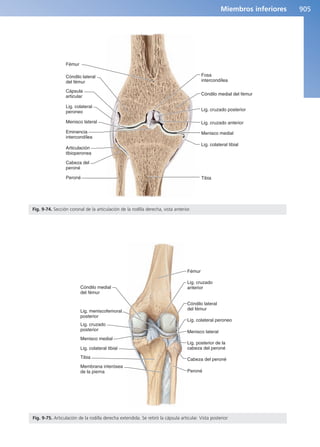 Anatomía Clínica Pró.pdf