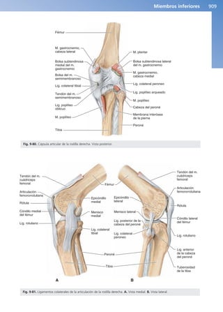 Anatomía Clínica Pró.pdf