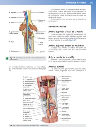 Anatomía Clínica Pró.pdf