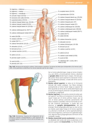 Anatomía general 61
ñan al nervio glosofaríngeo, luego al nervio timpáni-
co y, por último, al nervio petroso menor, y alcanzan
al ganglio ótico donde hacen sinapsis. De este gan-
glio parten fibras que le aportan la inervación funcio-
nal a la glándula parótida, a través del nervio auricu-
lotemporal.
C. Núcleo salival superior: se ubica en la formación
reticular del núcleo ambiguo. Sus fibras emergen
acompañando al nervio facial, luego se separan de
éste siguiendo al nervio de la cuerda del tímpano que
se une al nervio lingual y alcanzan a las glándulas sub-
mandibular y sublingual.
D. Núcleo lagrimal: se encuentra rostral al núcleo sali-
val superior. Sus fibras se incorporan al nervio facial,
siguen luego por el nervio petroso mayor, que se
une al nervio petroso profundo (proveniente del
plexo simpático carotídeo interno) formando el ner-
vio del conducto pterigoideo, a través del cual
alcanzan al ganglio pterigopalatino, del que
emergen fibras posganglionares que se unen al ner-
vio maxilar, para seguir luego en el nervio cigomáti-
co y alcanzar a través de su rama cigomaticotempo-
ral al nervio lagrimal, y terminar en la glándula lagri-
mal. Algunas fibras posganglionares terminan en las
cavidades nasales.
E. Núcleo visceral del nervio oculomotor: se encuen-
tra alrededor del núcleo del nervio oculomotor, en la
porción superior del mesencéfalo. Sus fibras forman
T1
N. safeno (L3-L4)
N. cutáneo femoral lat. (L2-L3)
C2
N. supraclavicular (C3-C4)
N. auricular mayor (C2-C3)
N. trigémino, r. oftálmica
N. cutáneo antebraquial lat. (C8-T1)
N. cutáneo braquial lateral sup. (C5-C6)
N. occipital menor (C2-C3)
T2
N. supraclaviculares (C3-C4)
N. radial (C6-C8)
N. safeno (L3-L4)
N. cutáneo braquial lateral sup. (C5-C6)
N. obturador (L2-L4)
N. cutáneo sural lat. (L4-S1)
N. cubital (C8-T1)
N. trigémino, r. maxilar
N. trigémino, r. mandibular
T6
T12
L1
N. peroneo superf. (L5-S1)
N. sural (L5-S2)
N. peroneo prof. (L5)
C8
T12
N. cutáneo antebraquial lat. (C5-C6)
N. radial (C6-C8)
N. femoral (L2-L4)
N. transverso del cuello (C2-C3)
N. cutáneo braquial medial (C5-C6)
N. cutáneo braquial lateral inf. (C5-C6)
N. cutáneo antebraquial medial (C8-T1)
N. mediano (C6-C8)
N. cubital (C8-T1)
N. femoral (L2-L4)
N. cutáneo braquial lateral inf. (C5-C6)
N. cutáneo braquial post. (C7)
N. cutáneo braquial medial (C7)
N. cutáneo antebraquial post. (C6-C8)
N. cutáneo antebraquial medial (C8-T1)
N. cutáneo femoral lat. (L2-L3)
N. obturador (L2-L4)
N. cutáneo femoral post. (S1-S3)
N. cutáneo sural lat. (L4-S1)
N. cutáneo sural medial (L5-S2)
N. sural (L5-S2)
R. calcáneos del n. sural y del n.
tibial (L5-S2)
Fig. 1-45. Territorios de inervación cutánea. Vistas anterior y posterior. Se marcan las áreas que corresponden a los nervios cutá-
neos. Entre paréntesis se identifican los nervios espinales que les dan origen.
C2
C3
C4
C6
C5
T1
T2
T3
T4
T5
T6
T7
T8
T9
T10
T11
T12
S5
S4
S3
S2
S1
L5
L4
L3
L2
L1
Fig. 1-46. Dermatomas. Esquema de la disposición de los
territorios cutáneos correspondientes a cada segmento de
la médula espinal. La posición imita la de los animales cua-
drúpedos.
b027-01.qxd 7/14/11 12:49 PM Page 61
ERRNVPHGLFRVRUJ
 