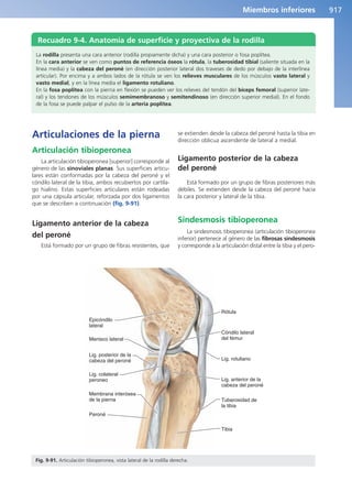 Anatomía Clínica Pró.pdf