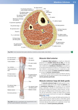 Anatomía Clínica Pró.pdf