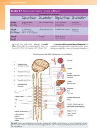 Anatomía clínica
62
parte del nervio oculomotor y alcanzan el ganglio
ciliar, del que parte la inervación para las fibras mus-
culares del esfínter de la pupila y del músculo ciliar.
Los centros autónomos de la médula espinal son
simpáticos o parasimpáticos. Los cuerpos de las neuro-
nas que corresponden a estos centros están ubicados en
Cuadro 1-7. Porciones del sistema nervioso autónomo
Sistema
nervioso
simpático
Sistema
nervioso
parasimpático
Sistema
nervioso
entérico
Primera motoneuro-
na (núcleo en SNC)
Torácico/Lumbar
T1-T12/L1-L2
Craneal/Sacro
Tronco encefálico
(NC: III-VII-IX-X) / S2-S4
Fibra preganglionar/
Neurotransmisor
Más corta/Acetilcolina
Más larga/Acetilcolina
(SNS/SNP)
Segunda motoneuro-
na (ganglio en SNP)
Tronco simpático
(paravertebral-
prevertebral)
Craneal/Pared visceral
Pared del tubo
gastrointestinal
Fibra posganglionar/
Neurotransmisor
Más larga/
Noradrenalina
Más corta/
Acetilcolina
Sistema nervioso autónomo
4
5
6
7
Vasos sanguíneos, glándulas sudoríparas y m. erector del pelo
Ojo (iris)
Corazón
Laringe
Tráquea y bronquios
Pulmones
Hígado
Vesícula biliar
Estómago
Bazo
Páncreas
Glándula suprarrenal
Riñón
Intestino delgado y grueso
Recto y esfínter anal interno
Vejiga urinaria
Pene o clítoris
Gónadas
1
2
3
4
5
6
7
Ganglio celíaco
Ganglio aorticorrenal
G. mesentérico
superior
G. mesentérico
inferior
N. esplácnicos
cardiopulmonares
N. esplácnico menor
N. esplácnico inferior
N. esplácnicos
lumbares
1
2
3
4
5
6
7
T12
T1
L1
L2
N. esplácnico mayor
Fig. 1-47. Sistema nervioso autónomo simpático. A los lados de la médula espinal se ubican los troncos simpáticos. Los cuer-
pos neuronales violetas corresponden a las neuronas presinápticas. Los cuerpos neuronales celestes corresponden a las neuro-
nas postsinápticas.
b027-01.qxd 7/14/11 12:49 PM Page 62
ERRNVPHGLFRVRUJ
 