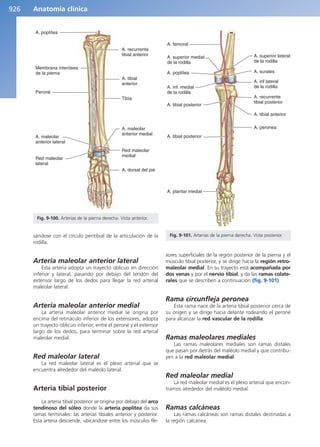 Anatomía Clínica Pró.pdf