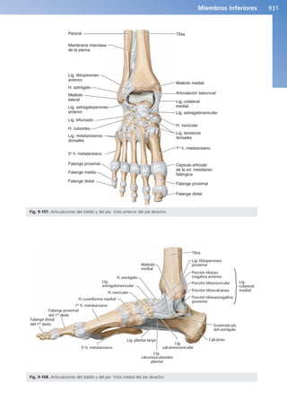 Anatomía Clínica Pró.pdf