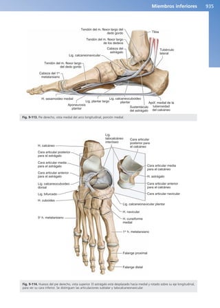 Anatomía Clínica Pró.pdf