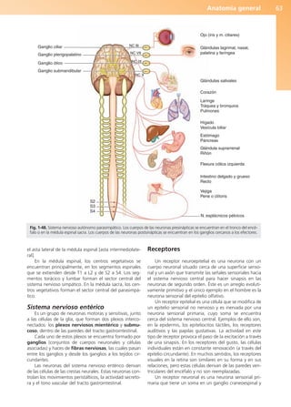 Anatomía general 63
el asta lateral de la médula espinal [asta intermediolate-
ral].
En la médula espinal, los centros vegetativos se
encuentran principalmente, en los segmentos espinales
que se extienden desde T1 a L2 y de S2 a S4. Los seg-
mentos torácico y lumbar forman el sector central del
sistema nervioso simpático. En la médula sacra, los cen-
tros vegetativos forman el sector central del parasimpá-
tico.
Sistema nervioso entérico
Es un grupo de neuronas motoras y sensitivas, junto
a las células de la glía, que forman dos plexos interco-
nectados: los plexos nerviosos mientérico y submu-
coso, dentro de las paredes del tracto gastrointestinal.
Cada uno de estos plexos se encuentra formado por
ganglios (conjuntos de cuerpos neuronales y células
asociadas) y haces de fibras nerviosas, las cuales pasan
entre los ganglios y desde los ganglios a los tejidos cir-
cundantes.
Las neuronas del sistema nervioso entérico derivan
de las células de las crestas neurales. Estas neuronas con-
trolan los movimientos peristálticos, la actividad secreto-
ra y el tono vascular del tracto gastrointestinal.
Receptores
Un receptor neuroepitelial es una neurona con un
cuerpo neuronal situado cerca de una superficie senso-
rial y un axón que transmite las señales sensoriales hacia
el sistema nervioso central para hacer sinapsis en las
neuronas de segundo orden. Éste es un arreglo evoluti-
vamente primitivo y el único ejemplo en el hombre es la
neurona sensorial del epitelio olfativo.
Un receptor epitelial es una célula que se modifica de
un epitelio sensorial no nervioso y es inervada por una
neurona sensorial primaria, cuyo soma se encuentra
cerca del sistema nervioso central. Ejemplos de ello son,
en la epidermis, los epiteliocitos táctiles, los receptores
auditivos y las papilas gustativas. La actividad en este
tipo de receptor provoca el paso de la excitación a través
de una sinapsis. En los receptores del gusto, las células
individuales están en constante renovación (a través del
epitelio circundante). En muchos sentidos, los receptores
visuales en la retina son similares en su forma y en sus
relaciones, pero estas células derivan de las paredes ven-
triculares del encéfalo y no son reemplazadas.
Un receptor neuronal es una neurona sensorial pri-
maria que tiene un soma en un ganglio craneoespinal y
Ganglio ciliar NC III
NC VII
NC IX
NC X
Ganglio pterigopalatino
Ganglio ótico
Ganglio submandibular
Ojo (iris y m. ciliares)
Glándulas lagrimal, nasal,
palatina y faríngea
Glándulas salivales
Corazón
Laringe
Tráquea y bronquios
Pulmones
Hígado
Vesícula biliar
Flexura cólica izquierda
Intestino delgado y grueso
Recto
Vejiga
Pene o clítoris
Glándula suprarrenal
Riñón
Estómago
Páncreas
N. esplácnicos pélvicos
S2
S3
S4
Fig. 1-48. Sistema nervioso autónomo parasimpático. Los cuerpos de las neuronas presinápticas se encuentran en el tronco del encé-
falo o en la médula espinal sacra. Los cuerpos de las neuronas postsinápticas se encuentran en los ganglios cercanos a los efectores.
b027-01.qxd 7/14/11 12:49 PM Page 63
ERRNVPHGLFRVRUJ
 