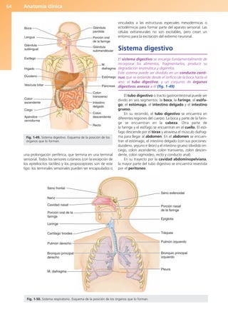 Anatomía clínica
64
una prolongación periférica, que termina en una terminal
sensorial. Todos los sensores cutáneos (con la excepción de
los epiteliocitos táctiles) y los propioceptores son de este
tipo: los terminales sensoriales pueden ser encapsulados o
vinculados a las estructuras especiales mesodérmicas o
ectodérmicas para formar parte del aparato sensorial. Las
células extraneurales no son excitables, pero crean un
entorno para la excitación del extremo neuronal.
Sistema digestivo
El sistema digestivo se encarga fundamentalmente de
incorporar los alimentos, fragmentarlos, producir su
degradación enzimática y digerirlos.
Este sistema puede ser dividido en un conducto conti-
nuo que se extiende desde el orificio de la boca hasta el
ano: el tubo digestivo, y un conjunto de órganos
digestivos anexos a él (fig. 1-49).
El tubo digestivo o tracto gastrointestinal puede ser
divido en seis segmentos: la boca, la faringe, el esófa-
go, el estómago, el intestino delgado y el intestino
grueso.
En su recorrido, el tubo digestivo se encuentra en
diferentes regiones del cuerpo. La boca y parte de la farin-
ge se encuentran en la cabeza. Otra parte de
la faringe y el esófago se encuentran en el cuello. El esó-
fago desciende por el tórax y atraviesa el músculo diafrag-
ma para llegar al abdomen. En el abdomen se encuen-
tran el estómago, el intestino delgado (con sus porciones:
duodeno, yeyuno e íleon) y el intestino grueso (dividido en:
ciego, colon ascendente, colon transverso, colon descen-
dente, colon sigmoideo, recto y conducto anal).
En su trayecto por la cavidad abdominopelviana,
la mayor parte del tubo digestivo se encuentra revestida
por el peritoneo.
Epiglotis
Seno frontal
Bronquio principal
derecho
Nariz
Pulmón derecho
Tráquea
Cavidad nasal Porción nasal
de la faringe
M. diafragma
Bronquio principal
izquierdo
Cartílago tiroides
Porción oral de la
faringe
Seno esfenoidal
Laringe
Pulmón izquierdo
Pleura
Fig. 1-50. Sistema respiratorio. Esquema de la posición de los órganos que lo forman.
Boca
Lengua
Glándula
sublingual
Esófago
Hígado
Duodeno
Vesícula biliar
Colon
ascendente
Ciego
Apéndice
vermiforme
Recto
Colon
descendente
Intestino
delgado
Colon
transverso
Páncreas
Estómago
M.
diafragma
Glándula
submandibular
Porción oral
de la faringe
Glándula
parótida
Fig. 1-49. Sistema digestivo. Esquema de la posición de los
órganos que lo forman.
b027-01.qxd 7/14/11 12:49 PM Page 64
ERRNVPHGLFRVRUJ
 