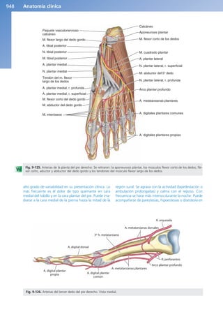 Anatomía Clínica Pró.pdf