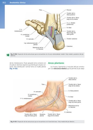 Anatomía Clínica Pró.pdf