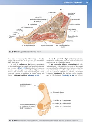 Anatomía Clínica Pró.pdf