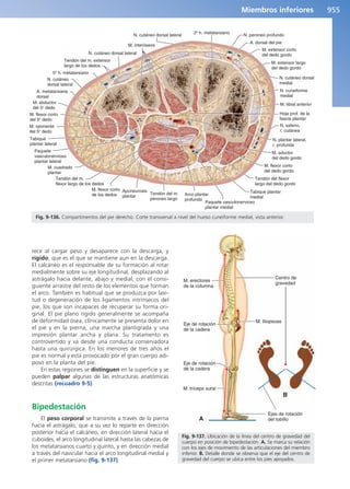 Anatomía Clínica Pró.pdf