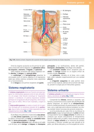 Anatomía general 65
Entre los órganos accesorios se encuentran las glán-
dulas anexas del sistema digestivo: las glándulas saliva-
les mayores y menores, el hígado y el páncreas.
Otros órganos accesorios del sistema digestivo son:
los dientes, la lengua y la vesícula biliar.
La orofaringe y la laringofaringe presentan la
encrucijada entre el sistema digestivo y el respiratorio,
dado que ambos sistemas comparten estos segmentos
en su funcionamiento.
En la lengua se encuentran receptores del gusto.
Sistema respiratorio
El sistema respiratorio tiene por función principal ase-
gurar los intercambios gaseosos entre el aire atmosféri-
co y la sangre. Esta función constituye la “respiración
externa” o ventilación. El sistema respiratorio también
participa en la regulación del pH sanguíneo, tiene recep-
tores para el olfato, filtra el aire inspirado y origina la
voz.
El intercambio gaseoso se realiza a través de la super-
ficie formada por la membrana alveolar de los pulmo-
nes. Aquí el aire y la sangre se hallan separados por una
delgada barrera celular (fig. 1-50).
El aire llega a los pulmones a través de las vías aéreas.
Las vías aéreas superiores, que están ubicadas en
la cabeza, corresponden a la nariz, las cavidades nasa-
les, los senos paranasales y la faringe.
Las vías aéreas inferiores están ubicadas en el cuello
y en el tórax; son la laringe, la tráquea, los bronquios
principales y sus ramificaciones, dentro del pulmón,
bronquios y bronquiolos, hasta llegar a los alvéolos.
Las cavidades nasales tienen receptores para el
olfato. La laringe también es un órgano emisor de
sonidos vocales (fonación).
Los pulmones, ubicados en el tórax, uno a cada
lado, están rodeados respectivamente por una cavidad
pleural.
La irrigación sanguínea de cada pulmón tiene
como función especial, además de la nutrición del órga-
no, proveer la sangre para el intercambio gaseoso.
Sistema urinario
El sistema urinario está constituido por órganos forma-
dores y excretores de orina (fig. 1-51).
Comprende los riñones, derecho e izquierdo, que
forman y concentran la orina a partir del ultrafiltrado del
plasma sanguíneo. Se ubican en el retroperitoneo,
entre la cavidad peritoneal y la pared posterior del abdo-
men, uno a cada lado de la columna vertebral. Los riño-
nes también tienen funciones de secreción endocrina.
La orina producida por cada riñón es reunida por la
pelvis renal y luego transportada por el uréter del lado
correspondiente hacia la vejiga urinaria. El uréter es un
conducto que recorre verticalmente el retroperitoneo
(porción abdominal) y la pelvis, hasta atravesar la pared
vesical. La vejiga urinaria es un reservorio de paredes
musculares y volumen variable que está ubicado en la
pelvis, por detrás del pubis y es el encargado de contro-
V. cava inferior
Glándula
suprarrenal
Riñón
Vena renal
Uréter
A. y v.
genitales
M. ilíaco
Sacro
Uretra
M. diafragma
Esófago
Glándula
suprarrenal
Riñón
Pelvis renal
Aorta
abdominal
M. psoas
mayor
A. ilíaca
común
V. ilíaca
común
Recto
Vejiga
urinaria
Fig. 1-51. Sistema urinario. Esquema de la posición de los órganos que lo forman en el sexo masculino.
b027-01.qxd 7/14/11 12:50 PM Page 65
ERRNVPHGLFRVRUJ
 