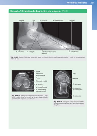 Anatomía Clínica Pró.pdf