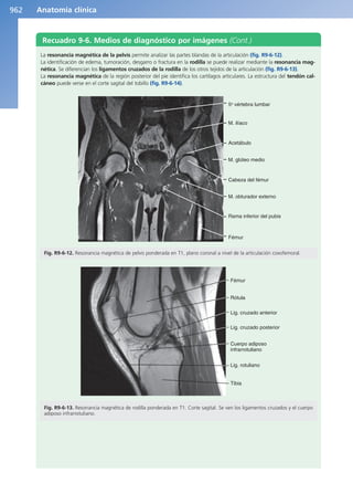 Anatomía Clínica Pró.pdf