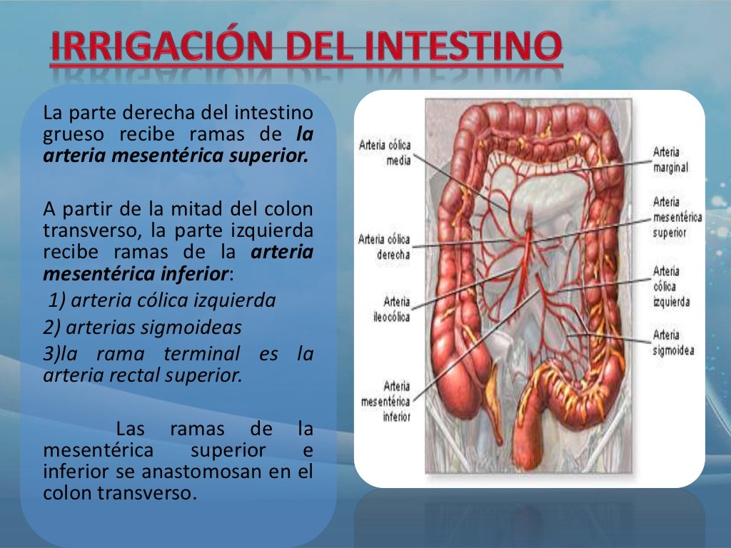 Anatomía colon ano y recto