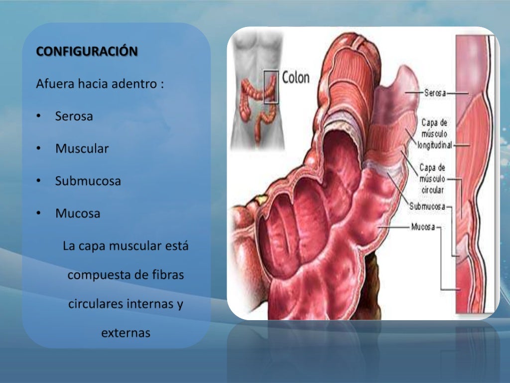 Anatomía colon ano y recto