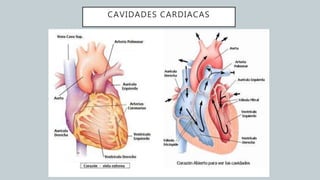 CAVIDADES CARDIACAS
 