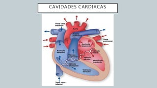 CAVIDADES CARDIACAS
 