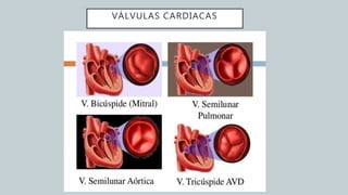 VÁLVULAS CARDIACAS
 