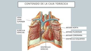 CONTENIDO DE LA CAJA TORÁCICA
AURICULA
DERECHA
VENTRÍCULO
DERECHO
ARTERIA AORTA
ARTERIA PULMONAR
ARTERIA CORONARIA
VENTRÍCULO IZQUIERDO
VENA
CAVA
SUPERIOR
 