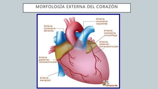 MORFOLOGÍA EXTERNA DEL CORAZÓN
 