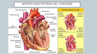 MORFOLOGÍA INTERNA DEL CORAZÓN
 