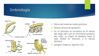 Embriología
 Deriva del intestino medio primitivo.
 Octava semana de gestación.
 En un principio se encuentra en el vértice
del ciego, pero con el crecimiento posterior
del ciego, su origen se desplaza hacia el
lado medial en dirección a la válvula
ileocecal.
 Ganglios linfáticos: Séptimo mes.
 