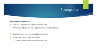 Topografía
Relaciones anatómicas:
 Dorsal: M. Psoas Iliaco y plexo Lumbosacro.
 Ventral: Pared abdominal, epiplon mayor o asas del íleon.
 Bipedestación: por encima del borde pélvico
 Vértice del ciego: único punto fijo.
 Desde ahí se proyecta a cualquier dirección.
 