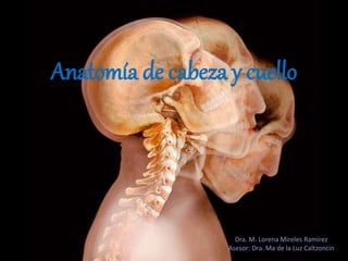 Anatomía de cabeza y cuello
Dra. M. Lorena Mireles Ramírez
Asesor: Dra. Ma de la Luz Caltzoncin
 
