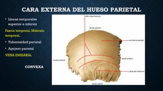 ANATOMÍA DE CABEZA Y EL CUELLO comple.pptx