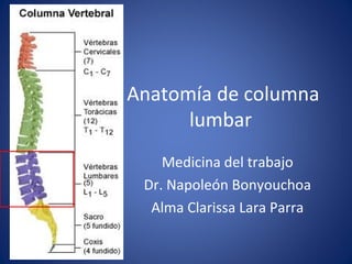 Anatomía de columna
      lumbar
    Medicina del trabajo
 Dr. Napoleón Bonyouchoa
  Alma Clarissa Lara Parra
 