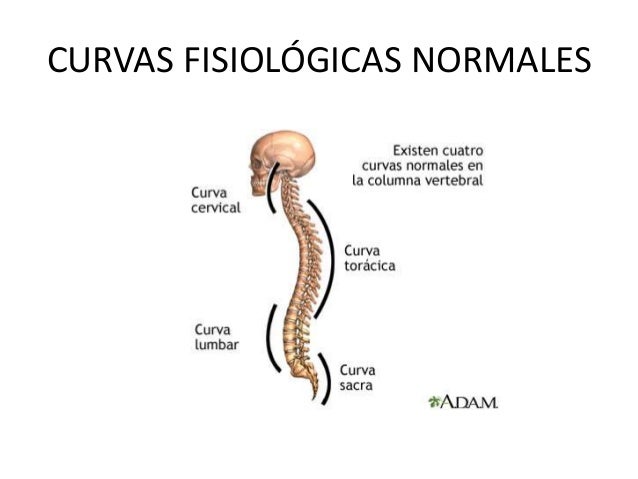 Anatomía de columna vertebral