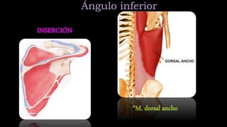 ANATOMIA DE ESCAPULA | PPTX