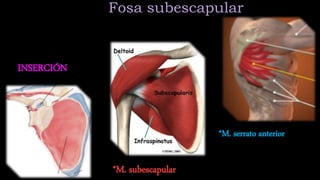 ANATOMIA DE ESCAPULA | PPTX
