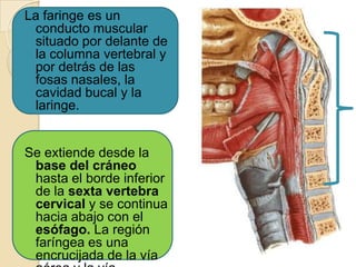 La faringe es un
conducto muscular
situado por delante de
la columna vertebral y
por detrás de las
fosas nasales, la
cavid...