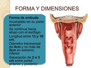 FORMA Y DIMENSIONES
• Forma de embudo
• Incompleto en su parte
anterior
• Se continua hacia
abajo con el esófago
• Longitu...