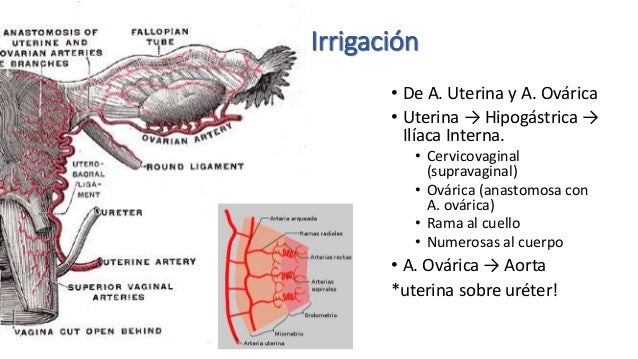 Irrigacion De Los Genitales Externos Femeninos es.slideshare.net