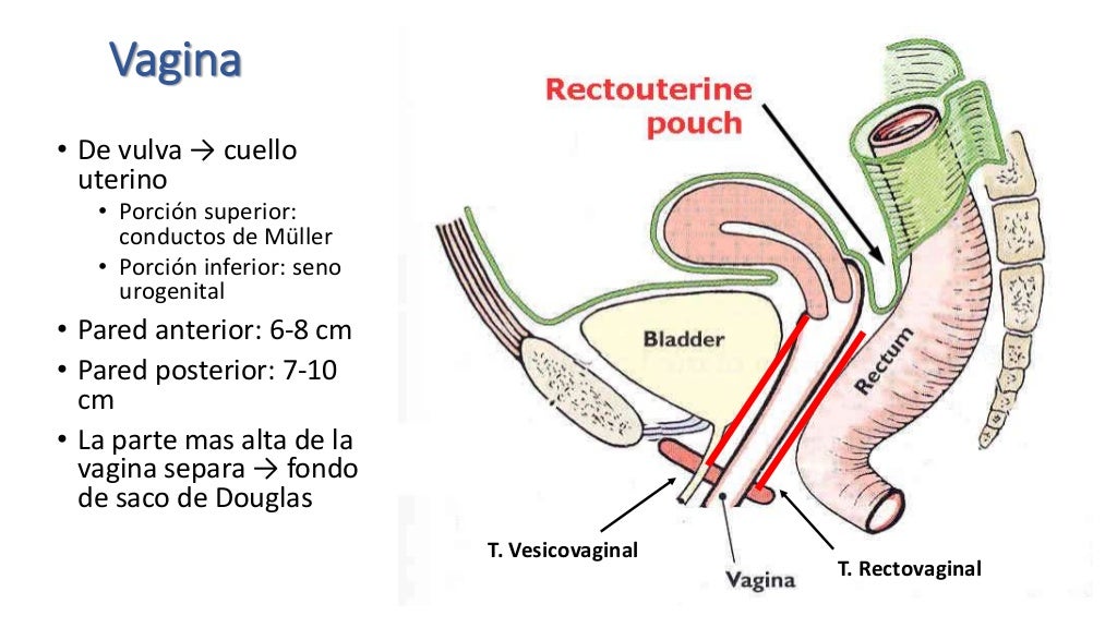 Anatomía de genitales internos femeninos