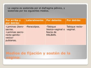 Anatomía de genitales internos, postgrado | PPTX