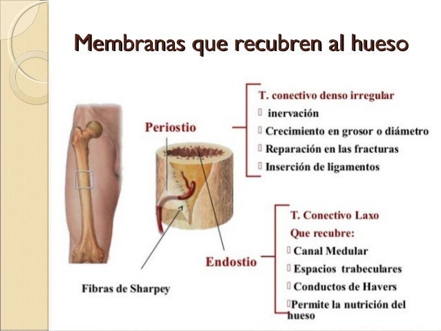 Anatomía de hueso y articulaciones