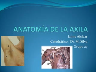 ANATOMÍA DE LA AXILA Jaime Alcívar Catedrático : Dr. M. Silva Grupo 27 