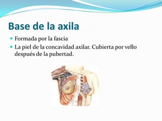 Base de la axila Formada por la fascia La piel de la concavidad axilar. Cubierta por vello después de la pubertad. 