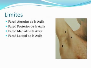 Limites Pared Anterior de la AxilaPared Posterior de la AxilaPared Medial de la AxilaPared Lateral de la Axila