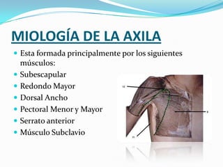 MIOLOGÍA DE LA AXILAEsta formada principalmente por los siguientes músculos:SubescapularRedondo MayorDorsal AnchoPectoral Menor y MayorSerrato anteriorMúsculo Subclavio